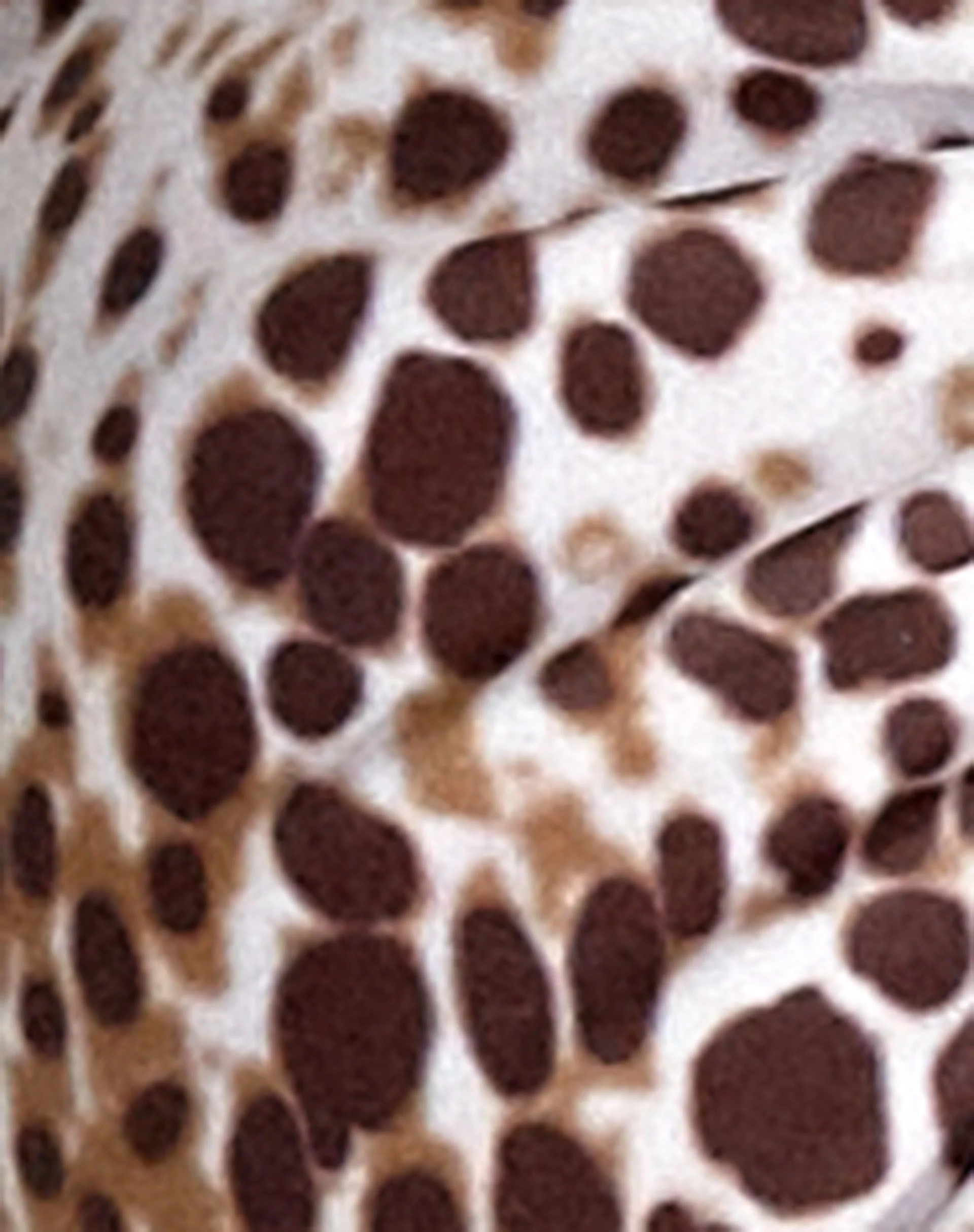 Febri Bikiniunterteil in Sand Leopard - Image 8
