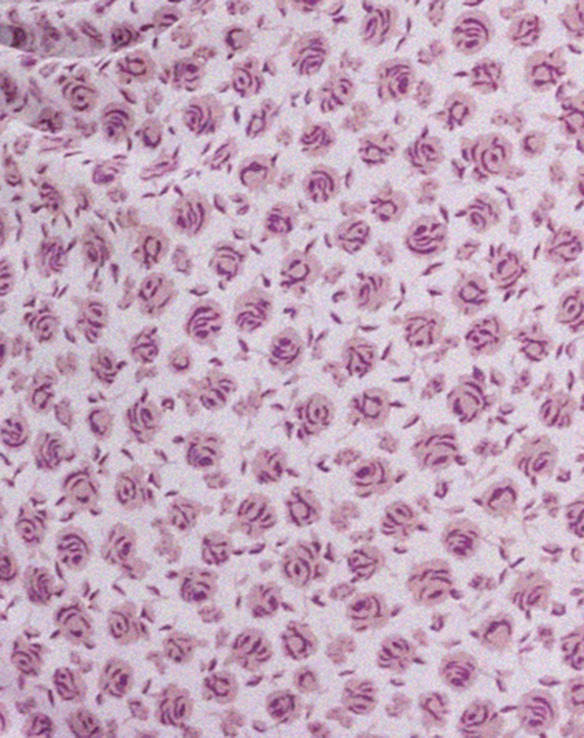 Lona Midikleid in Ditsy Rose Flieder - Image 6