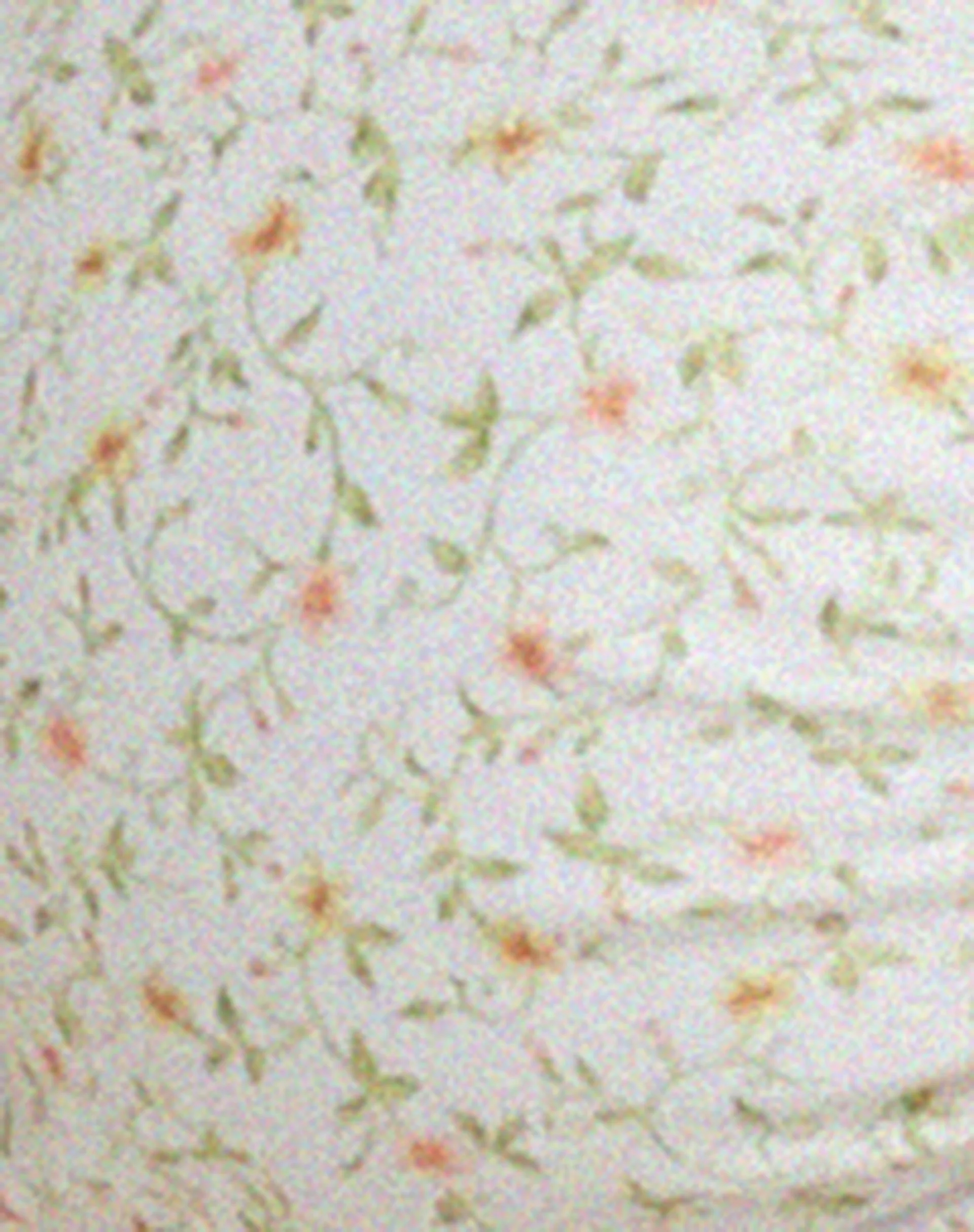 Ricoa Bikini-Oberteil in Pretty Petal Ivory - Image 6
